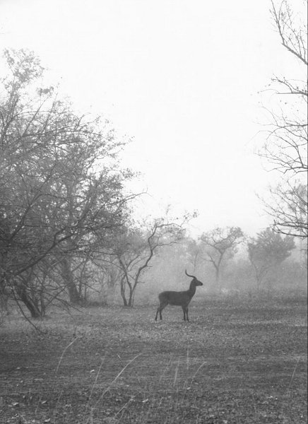 Cobe de Buffon Parc du Niokolokobu